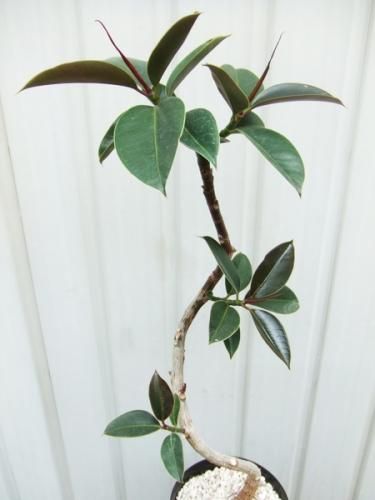 フィカス・メラニー 曲げ仕立て - 植物と暮らす m-plant フィカス・メラニー 曲げ仕立て - 植物と暮らす m-plant