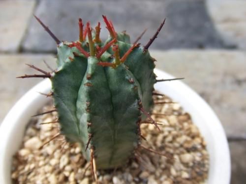 紅彩ホリダ 陶器植え - 植物と暮らす m-plant