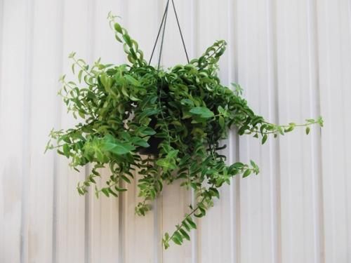 エスキナンサス・ラスタ - 植物と暮らす m-plant