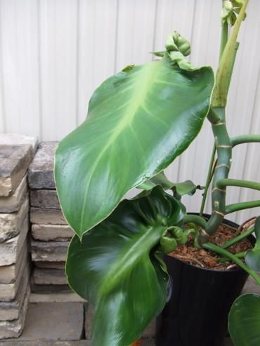 フィロデンドロン・エクアドル - 植物と暮らす m-plant