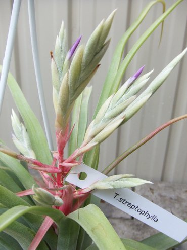 チランジア ストレプトフィラ ｘｌ 植物と暮らす M Plant