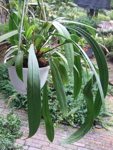 アンスリウム・ビッタリフォリウム Ｌ - 植物と暮らす m-plant