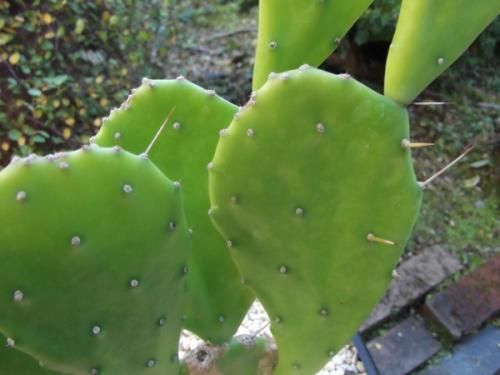 ウチワサボテン 7号 - 植物と暮らす m-plant