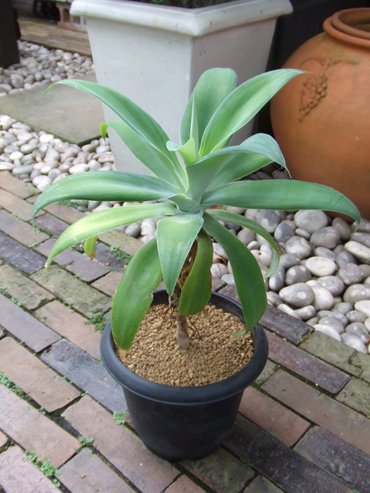アガベ・アテナータ・カラズ ストライプズ - 植物と暮らす m-plant