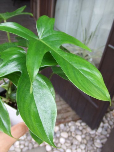 フィロデンドロン・フロリダ - 植物と暮らす m-plant