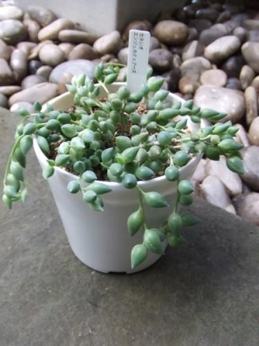 多肉植物　エンジェルティアーズ 楽天市場】多肉植物 seエンジェルティアーズ錦 多肉植物 7.5cm