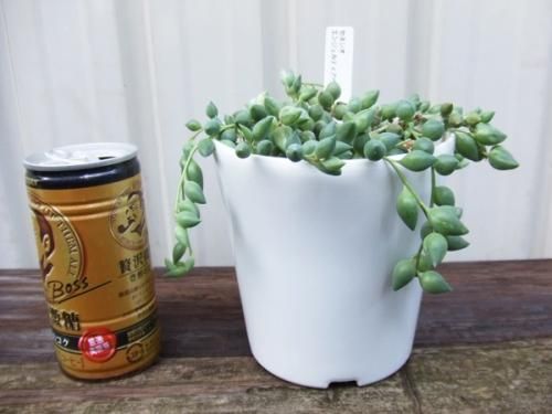 多肉植物　エンジェルティアーズ セネシオ：エンジェルティアーズ 2.5号ポット の通販 | 園芸ネット