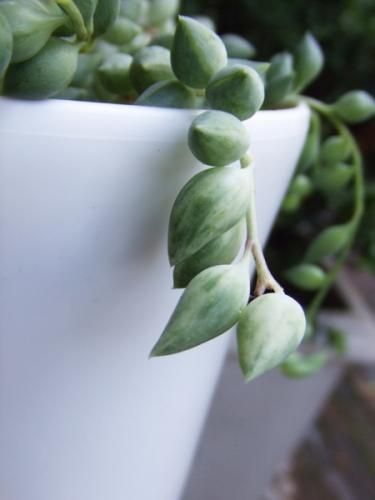 エンジェルティアーズ - 植物と暮らす m-plant