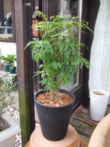 ポリシャス フルチコーサ 植物と暮らす M Plant ポリシャス フルチコーサ 植物と暮らす M Plant