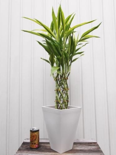ドラセナ サンデリアーナ ゴールド 6号角鉢 受皿付き 植物と暮らす M Plant ドラセナ サンデリアーナ ゴールド 6号角鉢 受皿付き 植物と暮らす M Plant