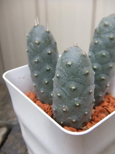 テフロカクタス 松笠団扇 - 植物と暮らす m-plant