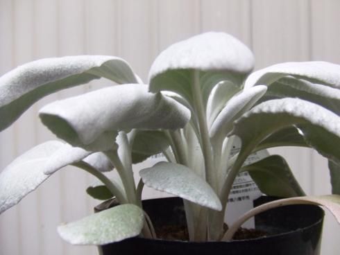 エンジェル・ウィングス セネシオ エンジェルウィングス 7寸鉢 | 橋本種苗園