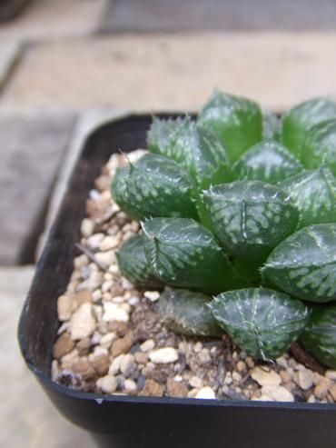 ハオルチア ミラーボール 植物と暮らす M Plant ハオルチア ミラーボール 植物と暮らす M Plant