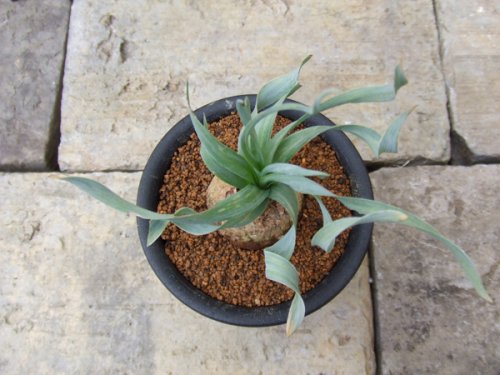アルブカ コンコルディアナ 植物と暮らす M Plant