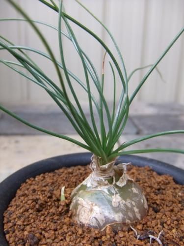 アルブカ・フミリス - 植物と暮らす m-plant