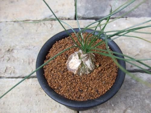 アルブカ・フミリス - 植物と暮らす m-plant