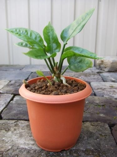 アンスリウム：フーケリー5号鉢植え の通販 | 園芸ネット