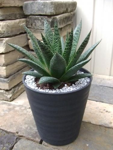 ガステラロエ・フロー - 植物と暮らす m-plant