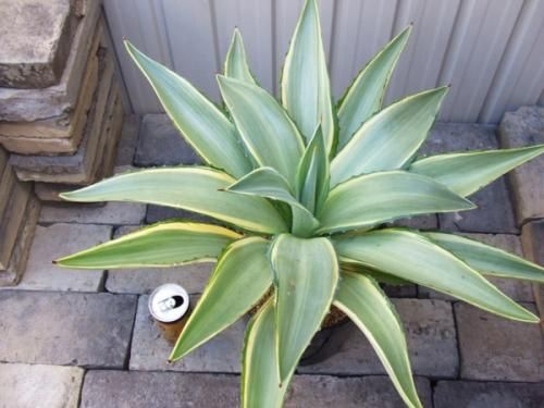 フクリンリュウゼツラン - 植物と暮らす m-plant フクリンリュウゼツラン - 植物と暮らす m-plant