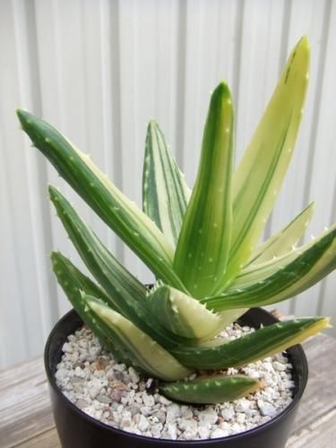 アロエ ノビリス バリエガータ 植物と暮らす M Plant アロエ ノビリス バリエガータ 植物と暮らす M Plant
