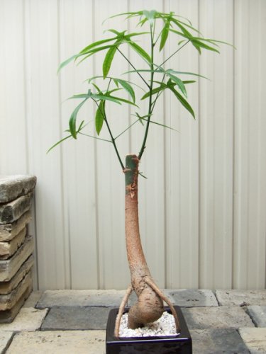 ブラキキトン ルペストリス 角陶器植え 植物と暮らす M Plant
