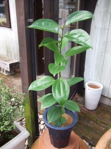 シナモン 植物と暮らす M Plant シナモン 植物と暮らす M Plant