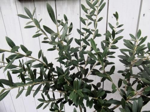 オリーブ・マンザニロ 8号 - 植物と暮らす m-plant