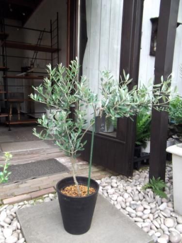 オリーブ・マンザニロ 8号 - 植物と暮らす m-plant