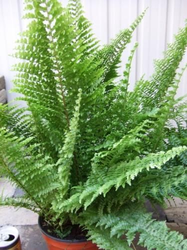 ネフロレピス フラッティーラッフルズ 大株 植物と暮らす M Plant ネフロレピス フラッティーラッフルズ 大株 植物と暮らす M Plant