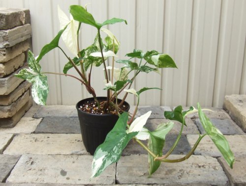 シンゴニウム フレンチマーブル 植物と暮らす M Plant