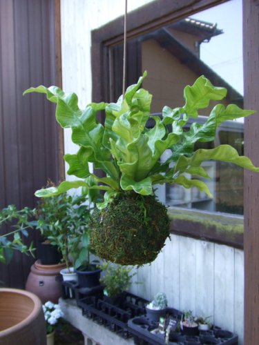 エメラルドウェーブ 吊り苔玉 植物と暮らす M Plant