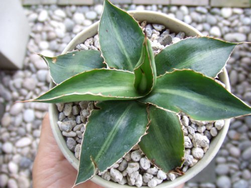 アガベ・ロファンサ・スプレンディダ - 植物と暮らす m-plant