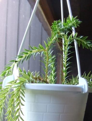 フペルジア・カリナータ ナンクライ - 植物と暮らす m-plant