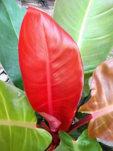 フィロデンドロン・インペリアルレッド 5号 - 植物と暮らす m-plant