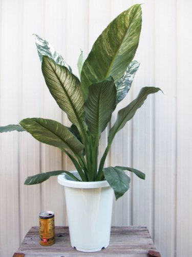 スパティフィラム センセーション バリエガタ 植物と暮らす M Plant