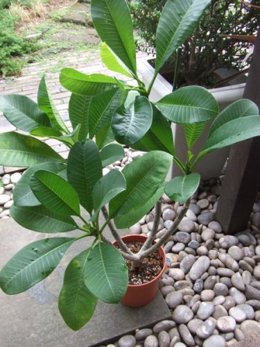 プルメリア・カルフォルニアサンセット - 植物と暮らす m-plant