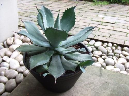 アガベ・ポタトルム 9号 - 植物と暮らす m-plant アガベ・ポタトルム 9号 - 植物と暮らす m-plant