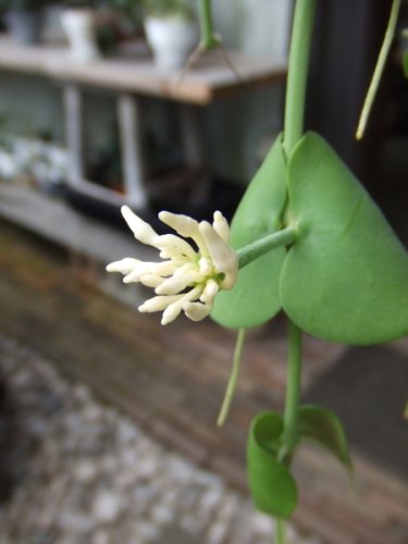 ディスキディア・プラティフィラ 吊り - 植物と暮らす m-plant