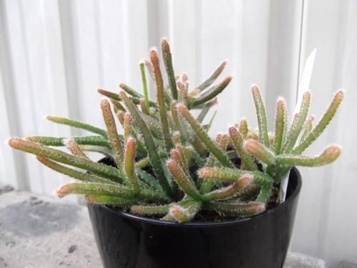 リプサリス・プリスマチカ 3.5号 - 植物と暮らす m-plant