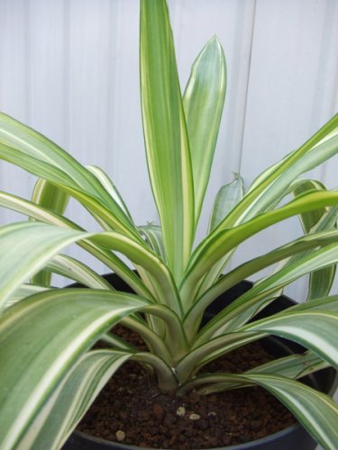ユッカ エレファンティペス斑入り ７号 植物と暮らす M Plant