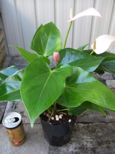 アンスリウム ピンクチャンピオン 植物と暮らす M Plant アンスリウム ピンクチャンピオン 植物と暮らす M Plant