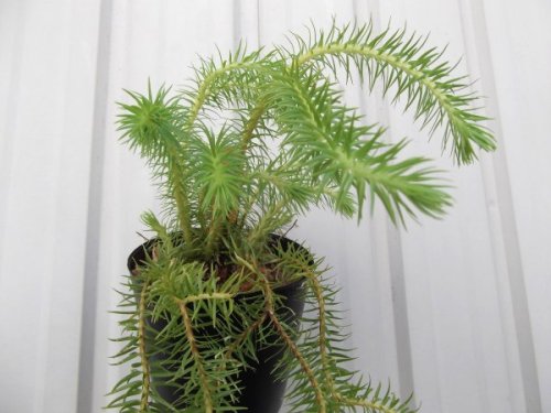 フペルジア・スクアローサ - 植物と暮らす m-plant