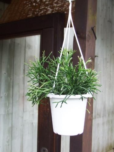 リプサリス バルチェリー 吊り 植物と暮らす M Plant リプサリス バルチェリー 吊り 植物と暮らす M Plant