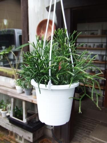 リプサリス バルチェリー 吊り 植物と暮らす M Plant リプサリス バルチェリー 吊り 植物と暮らす M Plant