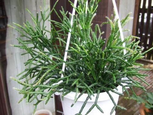 リプサリス バルチェリー 吊り 植物と暮らす M Plant リプサリス バルチェリー 吊り 植物と暮らす M Plant