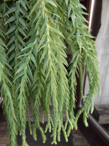 フペルジア・ゴエベリー 吊り - 植物と暮らす m-plant