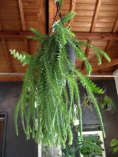 フペルジア・ゴエベリー 吊り - 植物と暮らす m-plant