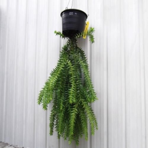 大人上品なおすすめコーデ 5号 吊り フペルジア・ゴエベリー - m-plant 植物と暮らす その他観葉植物