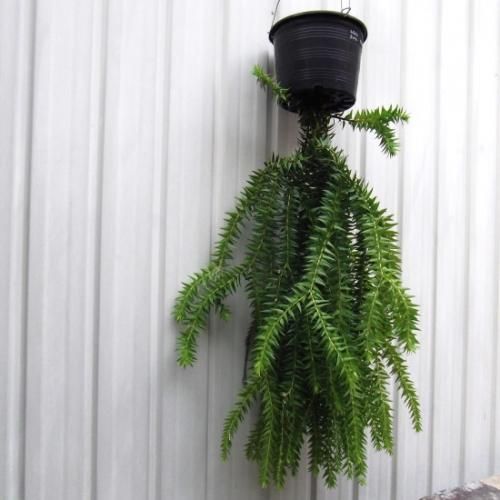 フペルジア・ゴエベリー 吊り 5号 - 植物と暮らす m-plant