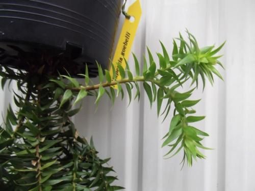 フペルジア・ゴエベリー 吊り 5号 - 植物と暮らす m-plant